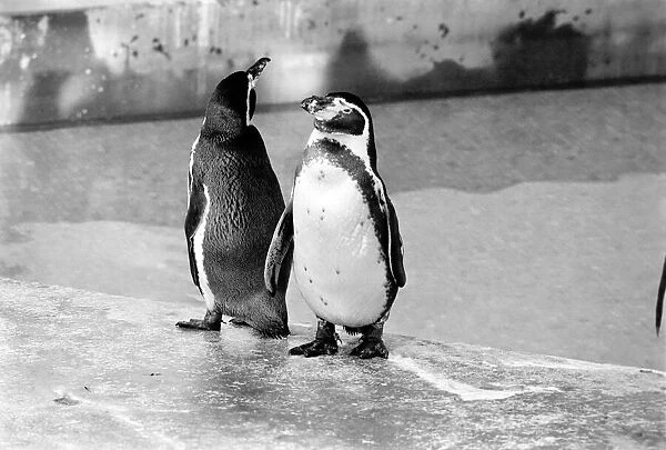 London Zoos penguins seen here enjoying the recent cold snap