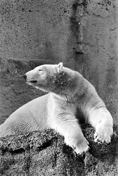London Zoos Polar Bear seen here enjoying the recent cold snap