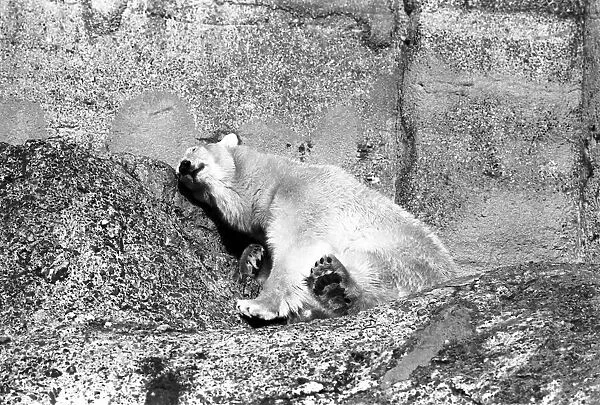 London Zoos Polar Bear seen here enjoying the recent cold snap by chilling out in
