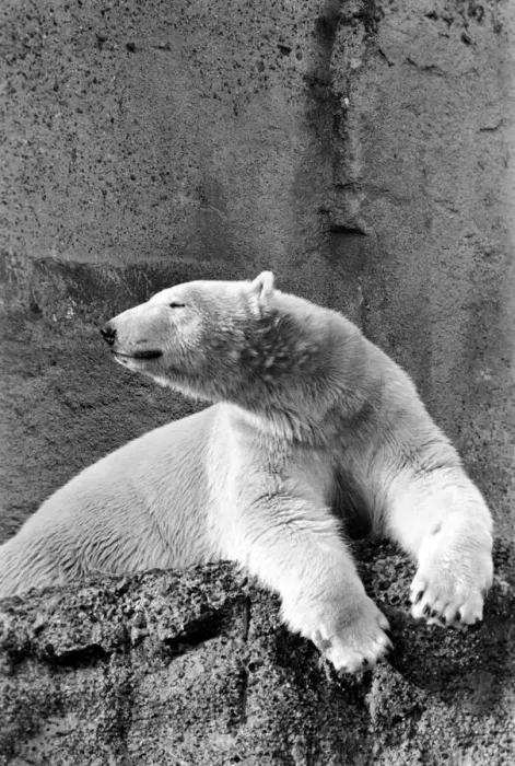 Framed Print : London Zoos Polar Bear seen here enjoying the recent cold snap Framed Print : London Zoos Polar Bear seen here enjoying the recent cold snap
