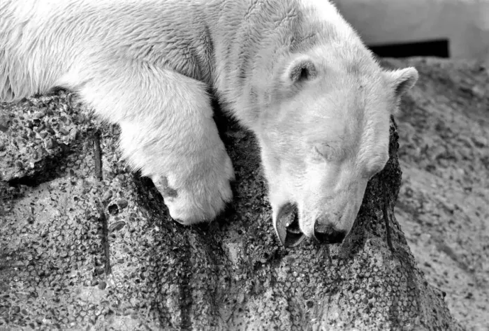 Framed Print : London Zoos Polar BearPolar Bear Pipaluk seen here enjoying the recent cold snap Framed Print : London Zoos Polar BearPolar Bear Pipaluk seen here enjoying the recent cold snap