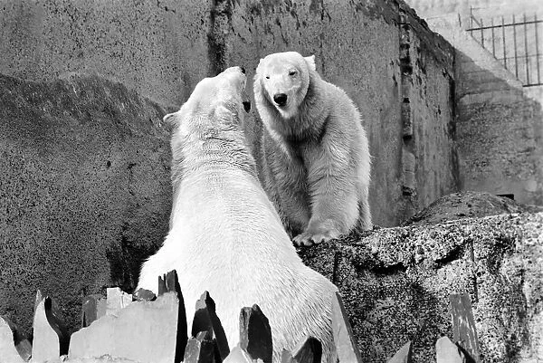 London Zoos Polar Bears Sabrina and Pipaluk seen here enjoying the recent cold snap