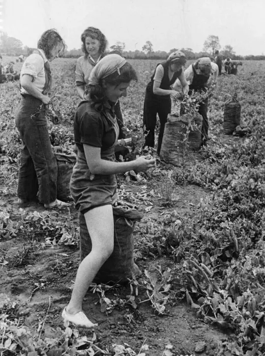 Framed Print : Londoners are earning good money and having a holiday at the same time by pea picking Framed Print : Londoners are earning good money and having a holiday at the same time by pea picking