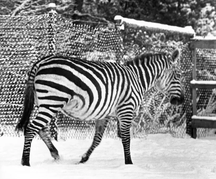 Framed Print : A lone zebra in the snow at Lambton Pleasure Park in January 1977
