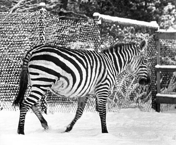 A lone zebra in the snow at Lambton Pleasure Park in January 1977