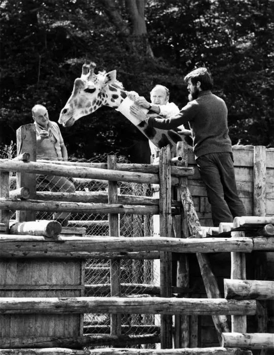 Framed Print : Long ache at Longleat: First aid for the giraffe who caught it in the neck