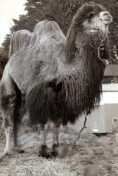 Long Haired Camel with Two humps April 1967 A©mirrorpix