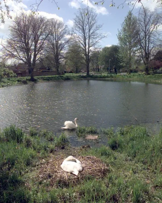 Framed Print : Long Itchington. The village pond with its resident nesting Swans Framed Print : Long Itchington. The village pond with its resident nesting Swans