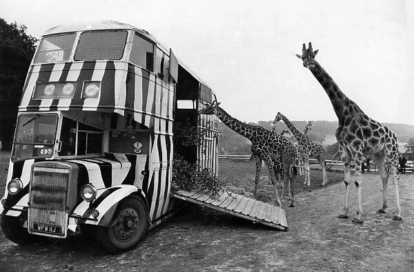 The Longleat giraffes gather round to inspect the bus before Mary was put on board