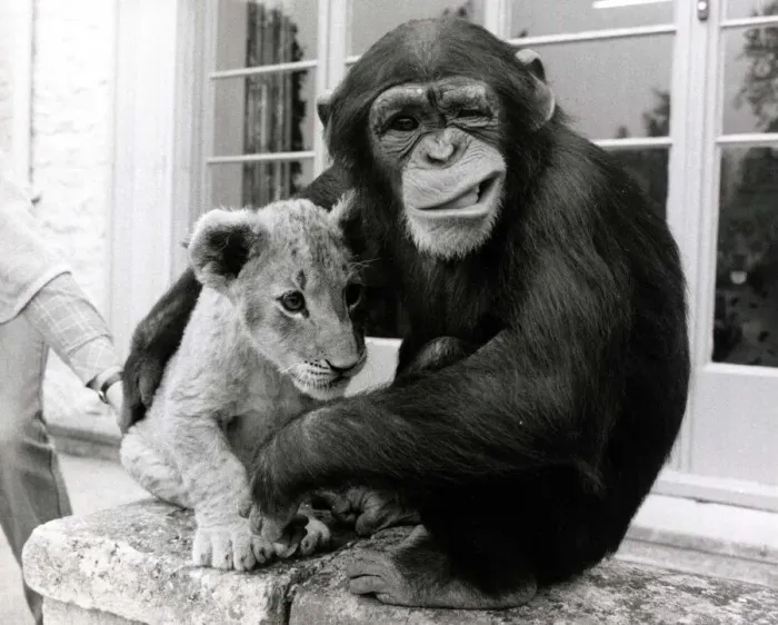 Framed Print : Would you look after the lion cub today, they said to five-year-old Mandy