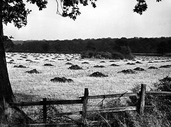 Looking from Gibbet Hill to Tocil wood. 8th October 1964