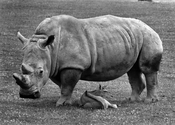 Framed Print : It Looks like rain, deer! Paddy the rhino may not be everyones idea of babysitter