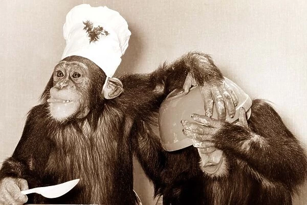 looks like there was a slight mishap in the kitchen - the chef chimp didn