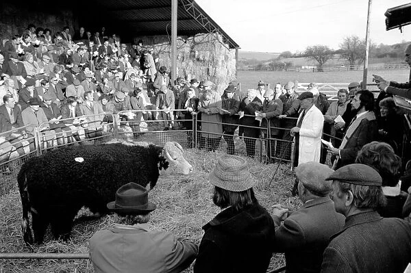 Lord Avon, former British Prime Minister Anthony Eden, at the sale of cattle at Manor