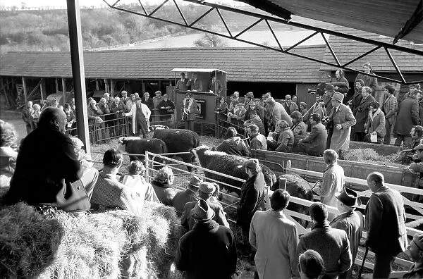 Lord Avon, former British Prime Minister Anthony Eden, at the sale of cattle at Manor