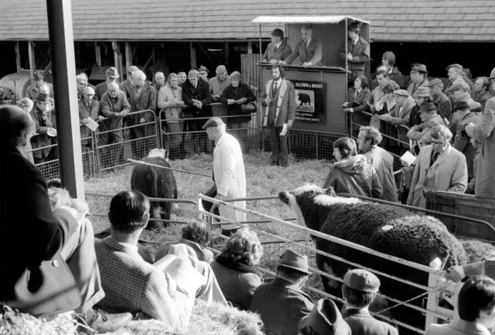 Framed Print : Lord Avon, former British Prime Minister Anthony Eden, at the sale of cattle at Manor Framed Print : Lord Avon, former British Prime Minister Anthony Eden, at the sale of cattle at Manor