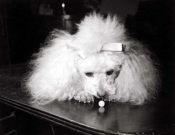 Lori Merrymorn the poodle, one of the first dogs to try the new pet pill
