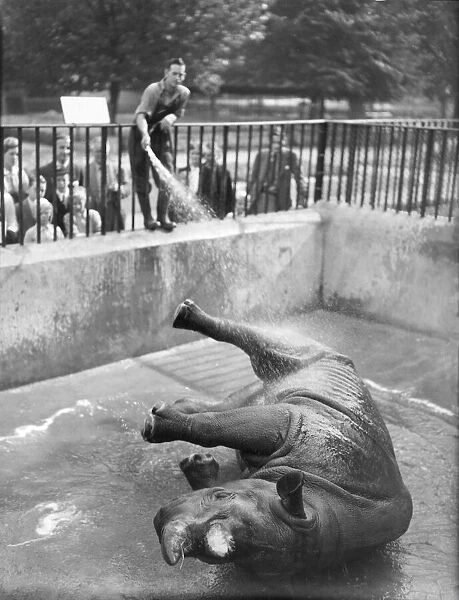 Lorna. rhino at London Zoo has daily shower- keeper Harry Dean. 025560  /  4