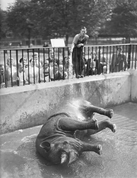 Lorna. rhino at London Zoo has daily shower- keeper Harry Dean. 025560  /  1