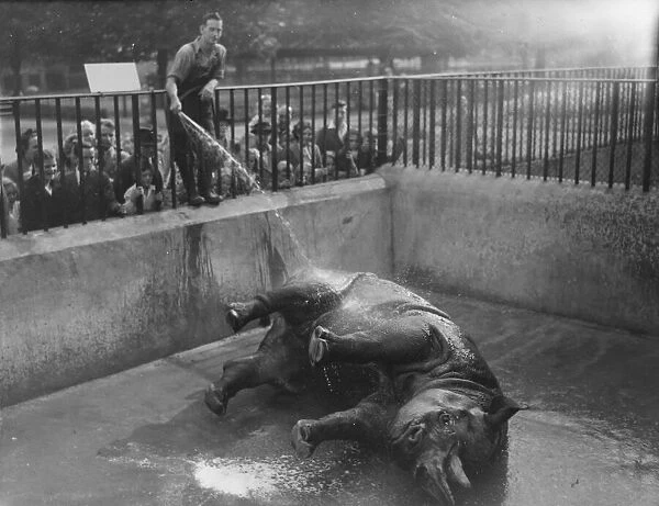 Lorna. rhino at London Zoo has daily shower- keeper Harry Dean. 025560  /  3