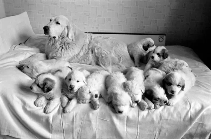 Framed Print : Lorne and her 11 puppies. 2 Framed Print : Lorne and her 11 puppies. 2