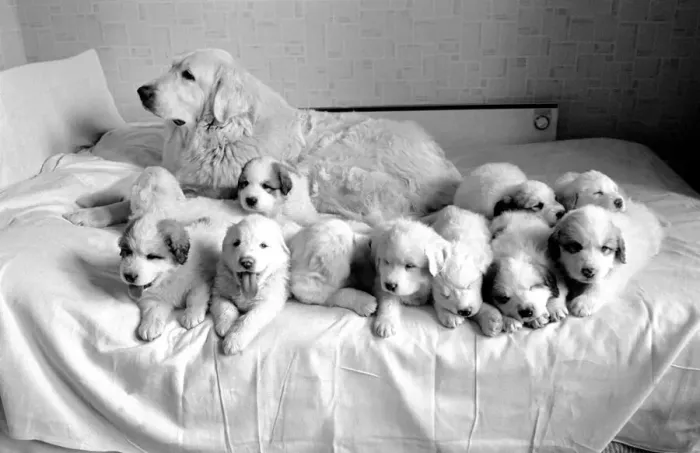 Framed Print : Lorne and her 11 puppies. 2