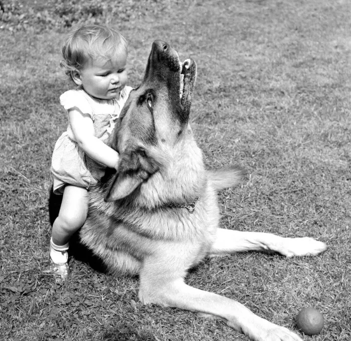 Framed Print : Lorraine Francesca Smith is only one year old but she is great pals with Brutus Framed Print : Lorraine Francesca Smith is only one year old but she is great pals with Brutus