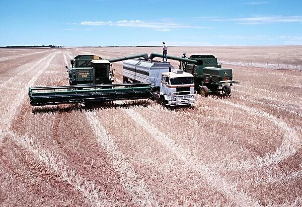 Lorry being loaded with wheat on a large farm in Western Australia