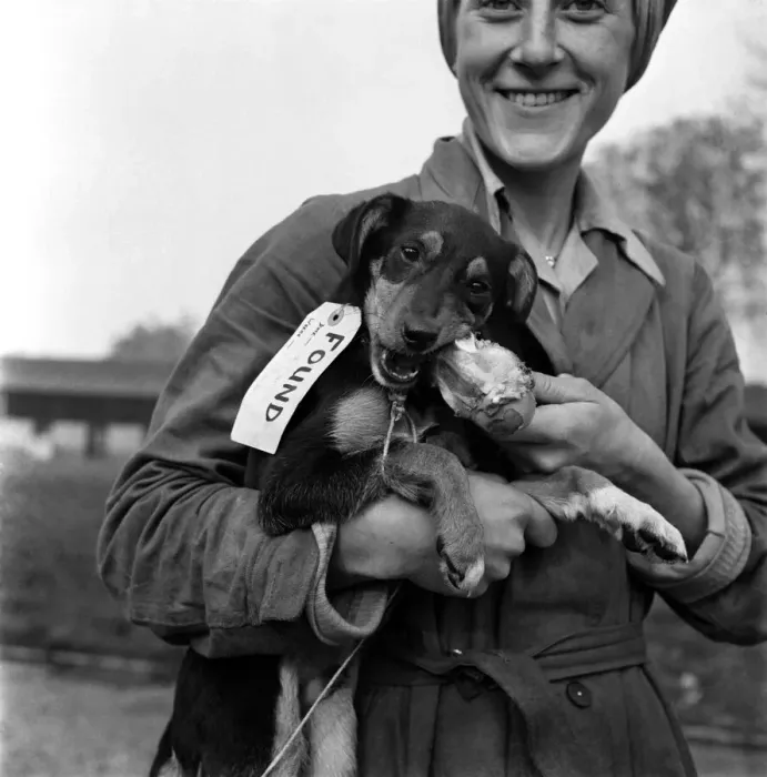Framed Print : Lost dog eating bone at North London Home for lost dogs. October 1952 C5083 Framed Print : Lost dog eating bone at North London Home for lost dogs. October 1952 C5083