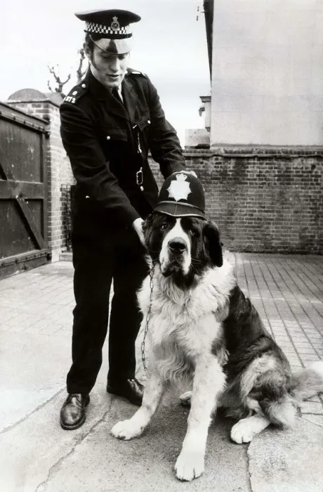 Framed Print : A lost property item at Harlesden Police station, A St. Bernard dog wearing a coppers Framed Print : A lost property item at Harlesden Police station, A St. Bernard dog wearing a coppers