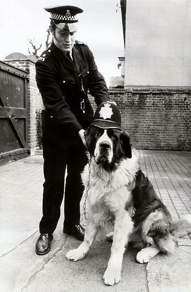 A lost property item at Harlesden Police station, A St. Bernard dog wearing a coppers