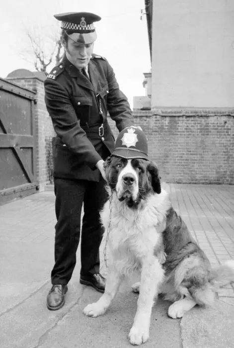 Framed Print : A Lost St Bernard dog handed in at the police station in Harlesden Police Station North