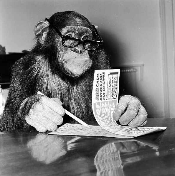 Louis the Chimp checks his bingo numbers at Twycross Zoo December 1981