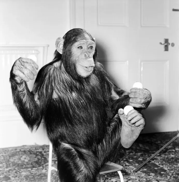 Framed Print : Louis the Chimp practices his juggling at Twycross Zoo December 1981 Framed Print : Louis the Chimp practices his juggling at Twycross Zoo December 1981