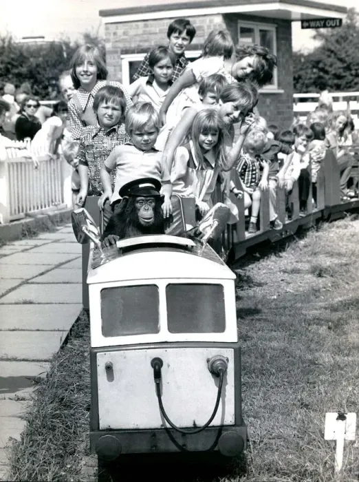 Framed Print : Louis the Chimp takes kids for a ride- July 1987 Twycross Zoo, 1980s