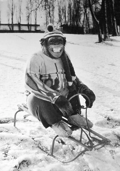 Louis the chimp from Twycross Zoo enjoys a sledge in the snow. February 1983