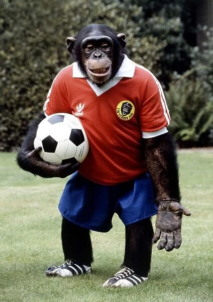 Louis the footballing chimp at Twycross Zoo August 1982 A©Mirrorpix