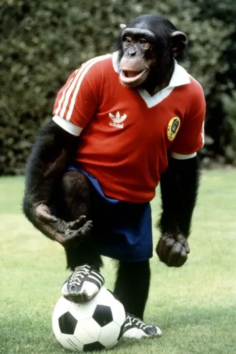 Framed Print : Louis the footballing chimp at Twycross Zoo August 1982 A©Mirrorpix Framed Print : Louis the footballing chimp at Twycross Zoo August 1982 A©Mirrorpix