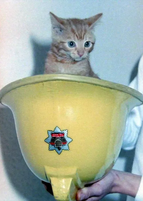 Framed Print : Louise, the tabby kitten rescued by a fireman from a rubbish shute at Arley Court Framed Print : Louise, the tabby kitten rescued by a fireman from a rubbish shute at Arley Court