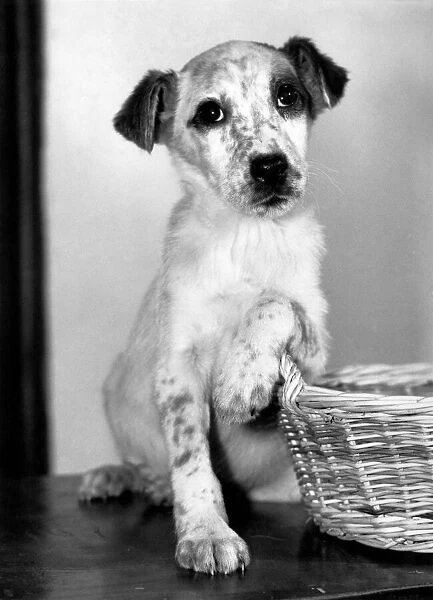 Lucky... Abandoned pup is looking for a home. December 1988 P009266