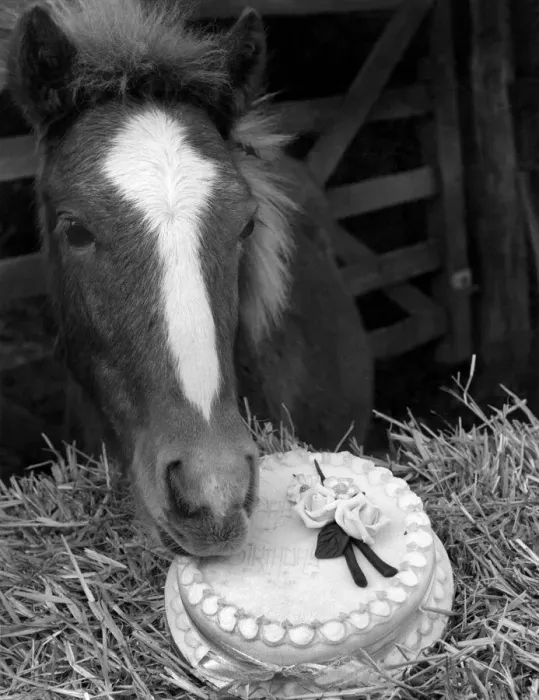 Framed Print : Lucky, tries his first birthday cake. October 1983 P004866