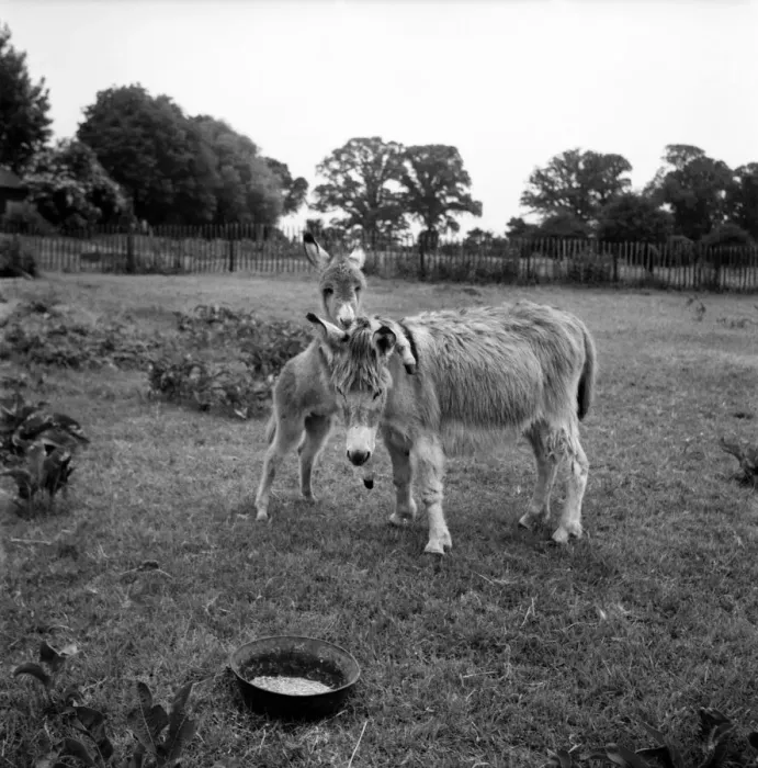 Framed Print : Lucky'the Orphan foal. Lucky, the Tiny Orphan foal nearly died Framed Print : Lucky'the Orphan foal. Lucky, the Tiny Orphan foal nearly died