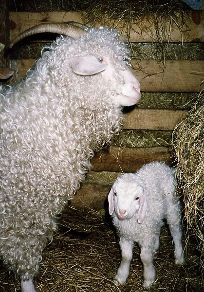 Lucy and Bazza two Angora sheep owned by the Alvah Handweavers company circa 1996
