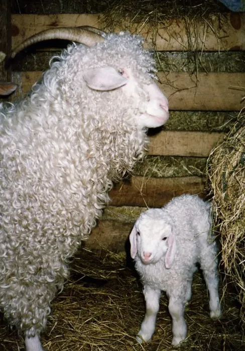 Framed Print : Lucy and Bazza two Angora sheep owned by the Alvah Handweavers company circa 1996 Framed Print : Lucy and Bazza two Angora sheep owned by the Alvah Handweavers company circa 1996