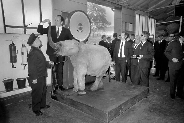 Lulu the baby elephant at Chessington Zoo, was weighed-in