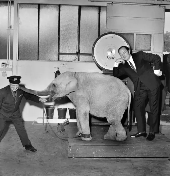 Framed Print : Lulu the baby elephant at Chessington Zoo, was weighed-in Framed Print : Lulu the baby elephant at Chessington Zoo, was weighed-in