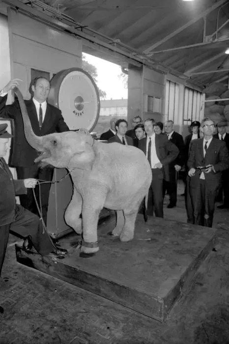 Framed Print : Lulu the baby elephant at Chessington Zoo, was weighed-in Framed Print : Lulu the baby elephant at Chessington Zoo, was weighed-in