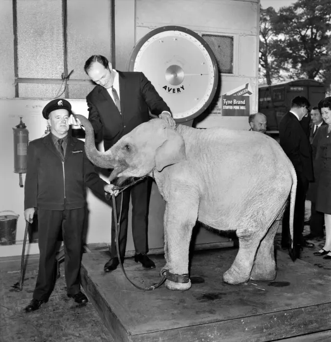 Framed Print : Lulu the baby elephant at Chessington Zoo, was weighed-in