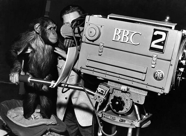 Lulu the chimp and other animals are to appear with TV personality