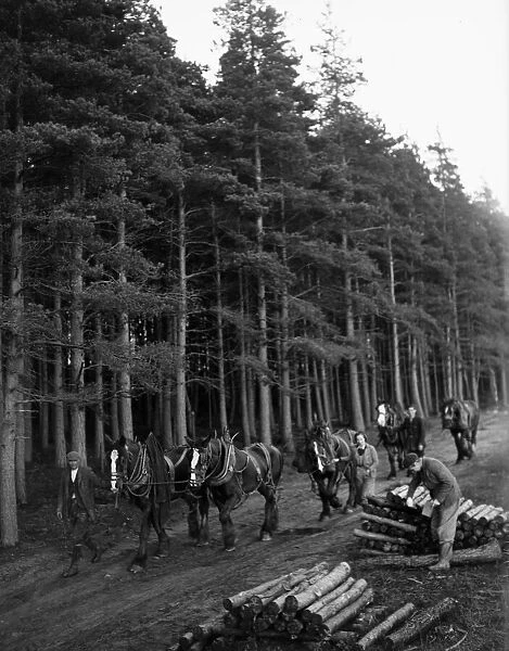Lumber Jacks and Lumber Jills seen here leading the horses that will haul the cut timber